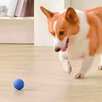 Corgi patrzy na niebieską piłkę na drewnianej podłodze.