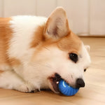 Corgi z niebieską piłką w pysku.