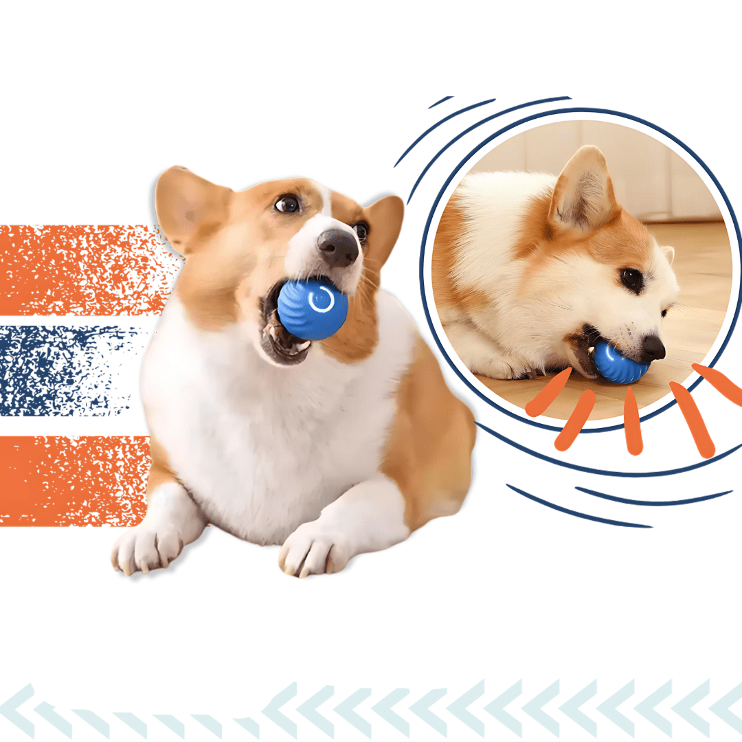 Corgi bawiący się niebieską piłką.
