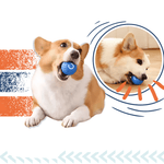 Corgi bawiący się niebieską piłką.